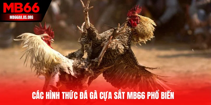 Các hình thức đá gà cựa sắt MB66 phổ biến 