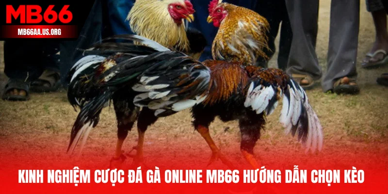 Kinh nghiệm cược đá gà online MB66 hướng dẫn chọn kèo