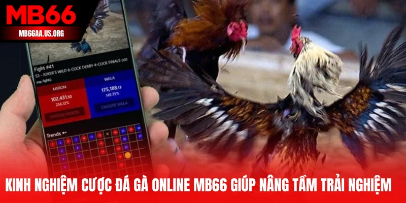 Kinh nghiệm cược đá gà online MB66 giúp nâng tầm trải nghiệm trực tuyến