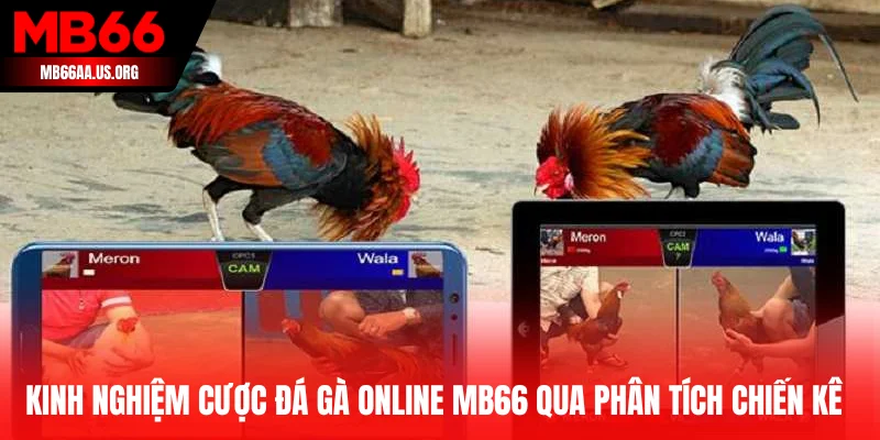 Kinh nghiệm cược đá gà online MB66 qua phân tích chiến kê